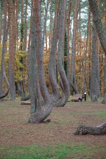 Crooked Forest Photo Poland