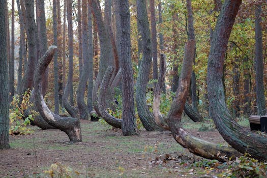 Crooked Forest Poland