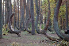 crooked forest