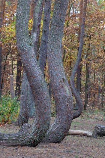 The Crooked Forest