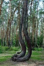 crooked forest