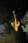 Fish memory